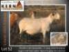 1+2X MEATMASTER RECORDED EWE KERN MEATMASTERS