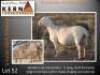 1+2X MEATMASTER RECORDED EWE KERN MEATMASTERS - 2
