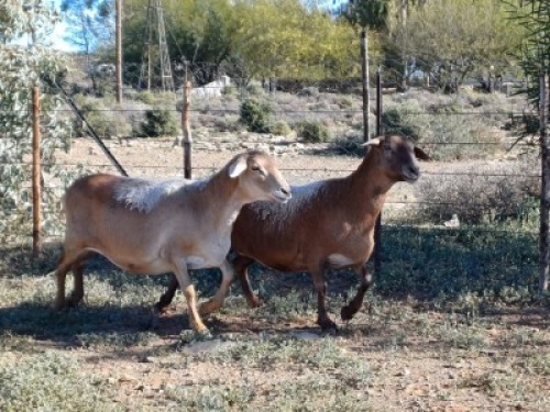 2X MEATMASTER RECORDED EWE WILGERBOOM MEATMASTERS (Per animal to take the lot)