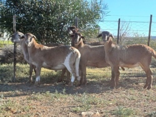 5X MEATMASTER NOT RECORDED EWE WILGERBOOM MEATMASTERS (Per animal to take the lot)