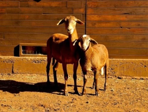 1+1X MEATMASTER RECORDED EWE HAKUNA MATATA MEATMASTERS
