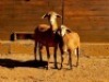 1+1X MEATMASTER RECORDED EWE HAKUNA MATATA MEATMASTERS