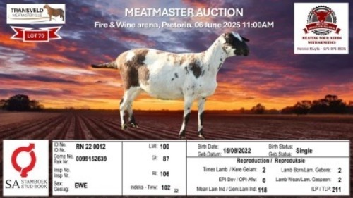 1X MEATMASTER RECORDED EWE KLUYTS LIVESTOCK FARMING (PTY) LTD