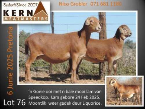 1+1X MEATMASTER NOT RECORDED EWE KERN MEATMASTERS