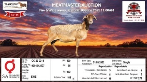 1X MEATMASTER RECORDED EWE KLUYTS LIVESTOCK FARMING (PTY) LTD