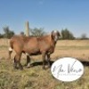 1X MEATMASTER RECORDED RAM NU VINO MEATMASTERS