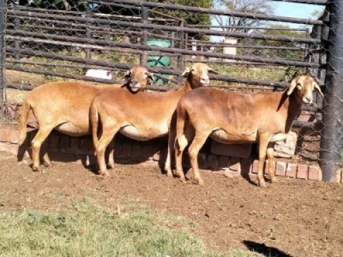 2X MEATMASTER RECORDED EWE SILVRETTA MEATMASTERS (Per animal to take the lot)