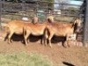 2X MEATMASTER RECORDED EWE SILVRETTA MEATMASTERS (Per animal to take the lot)