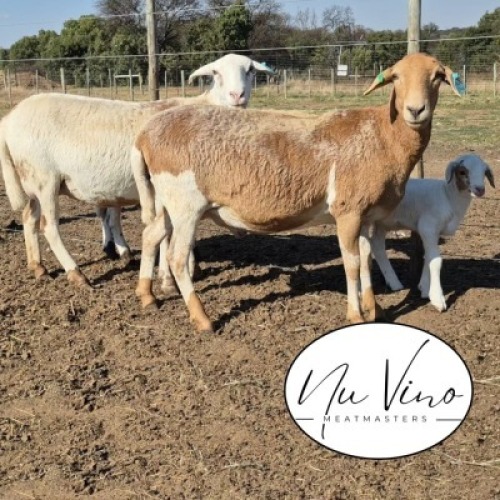 1+1X MEATMASTER RECORDED EWE NU VINO MEATMASTERS