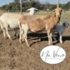 1+1X MEATMASTER RECORDED EWE NU VINO MEATMASTERS