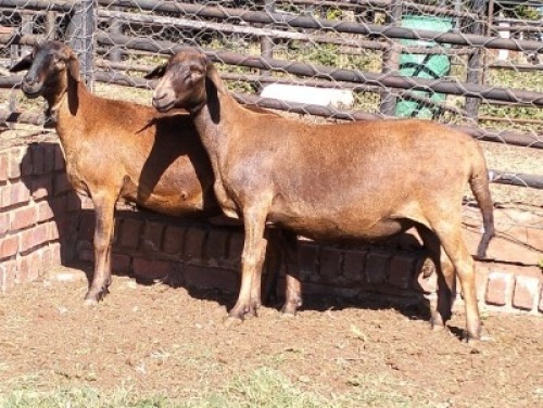 2X MEATMASTER RECORDED EWE SILVRETTA MEATMASTERS (Per animal to take the lot)