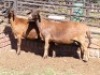 2X MEATMASTER RECORDED EWE SILVRETTA MEATMASTERS (Per animal to take the lot)