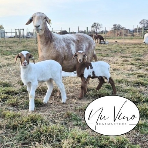 1+2X MEATMASTER RECORDED EWE NU VINO MEATMASTERS