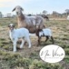 1+2X MEATMASTER RECORDED EWE NU VINO MEATMASTERS