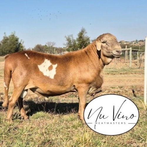 1X MEATMASTER RECORDED RAM NU VINO MEATMASTERS