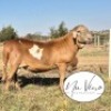 1X MEATMASTER RECORDED RAM NU VINO MEATMASTERS