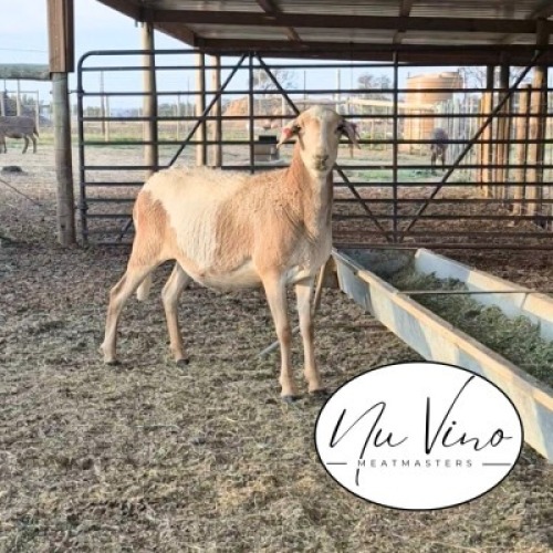1X MEATMASTER RECORDED EWE NU VINO MEATMASTERS