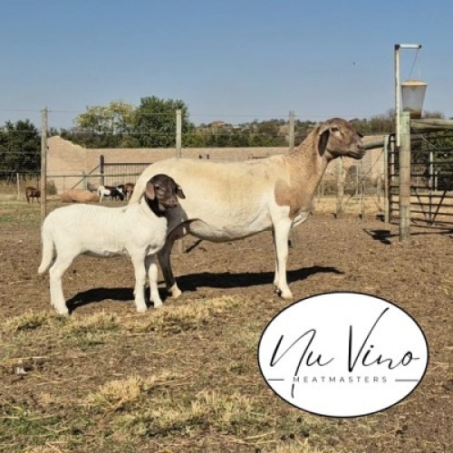 1+1X MEATMASTER RECORDED EWE NU VINO MEATMASTERS