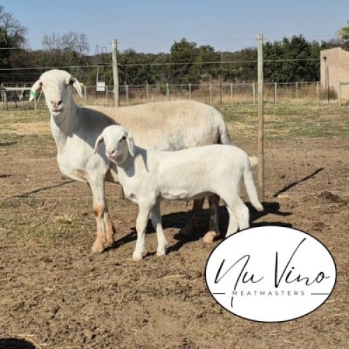 1+1X MEATMASTER RECORDED EWE NU VINO MEATMASTERS