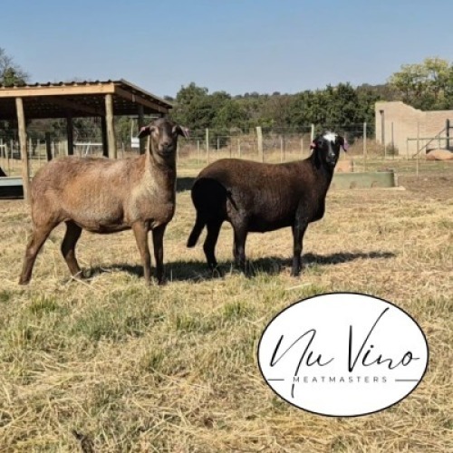 2X MEATMASTER NOT RECORDED EWE NU VINO MEATMASTERS (Per animal to take the lot)