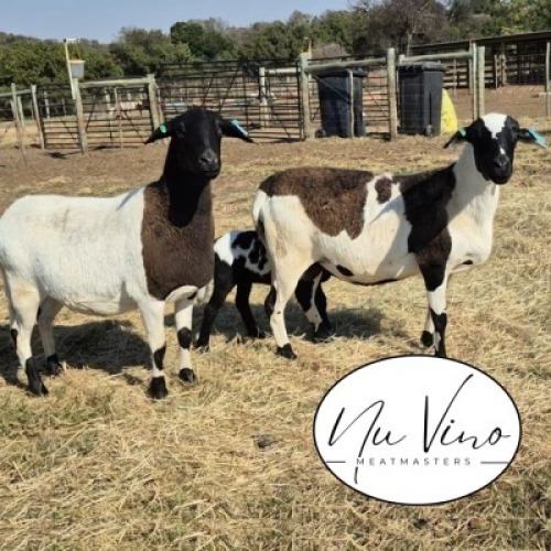 2+1X MEATMASTER RECORDED EWE NU VINO MEATMASTERS (Per animal to take the lot)