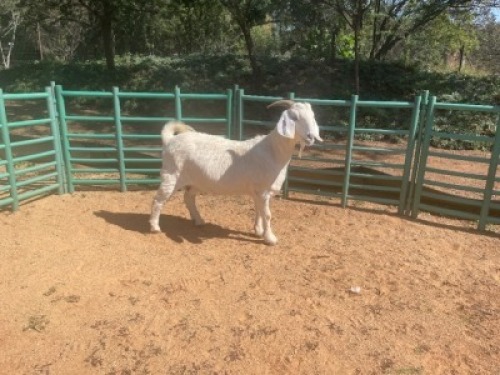 1X SAVANNA GOAT FLOCK DOE Louis du Plessis Kleinood stoet