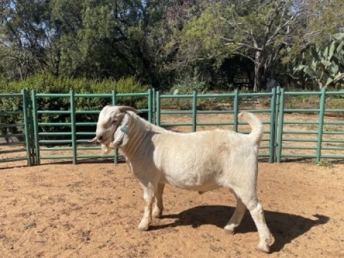 1X SAVANNA GOAT STUD BUCK Louis du Plessis Kleinood stoet