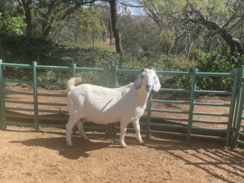 1X SAVANNA GOAT STUD DOE Louis du Plessis Kleinood stoet