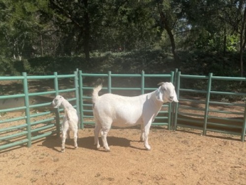 1X SAVANNA GOAT STUD DOE Louis du Plessis Kleinood stoet