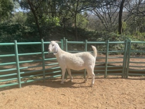 1X SAVANNA GOAT FLOCK DOE Louis du Plessis Kleinood stoet