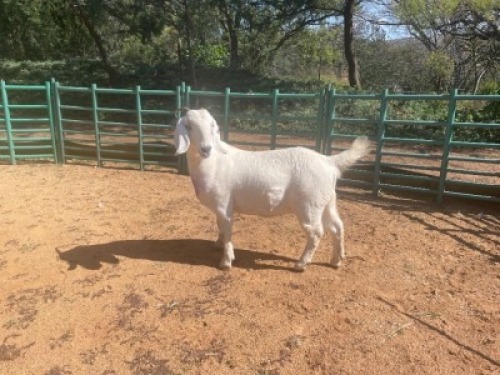1X SAVANNA GOAT DOE Louis du Plessis Kleinood stoet