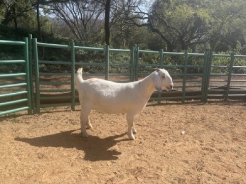 1X SAVANNA GOAT STUD DOE Louis du Plessis Kleinood stoet