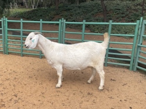 1X SAVANNA GOAT STUD DOE Louis du Plessis Kleinood stoet