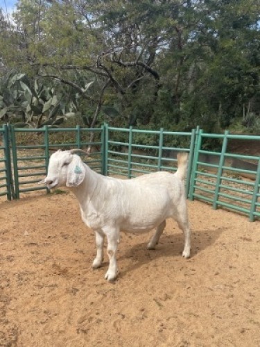 1X SAVANNA GOAT STUD DOE Louis du Plessis Kleinood stoet
