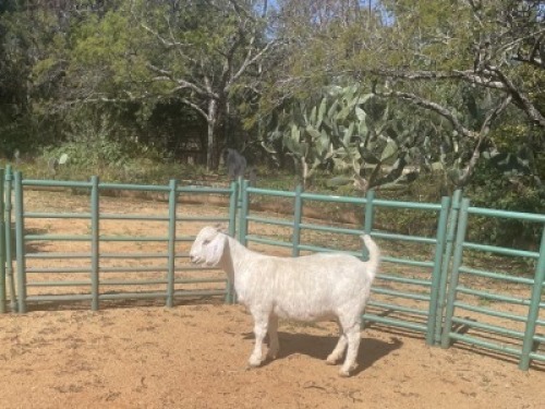 1X SAVANNA GOAT FLOCK DOE Louis du Plessis Kleinood stoet