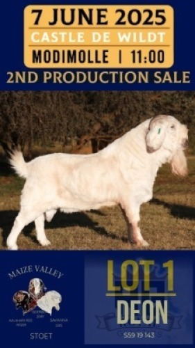1X SAVANNA GOAT STUD BUCK Maize Valley