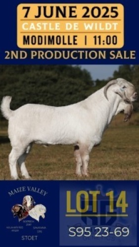 1X SAVANNA GOAT STUD BUCK Maize Valley