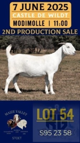 1X SAVANNA GOAT STUD DOE Maize Valley