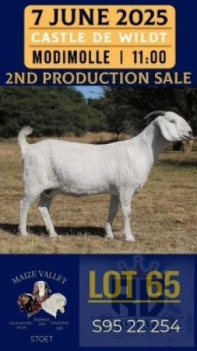 1X SAVANNA GOAT FLOCK DOE Maize Valley