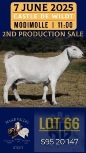 1X SAVANNA GOAT STUD DOE Maize Valley
