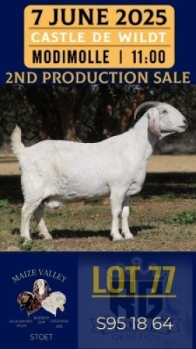 1X SAVANNA GOAT STUD DOE Maize Valley