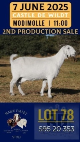 1X SAVANNA GOAT STUD DOE Maize Valley