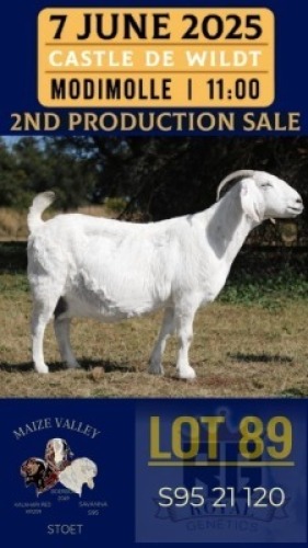 1X SAVANNA GOAT STUD DOE Maize Valley