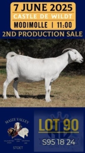 1X SAVANNA GOAT STUD DOE Maize Valley