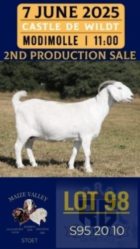 1X SAVANNA GOAT FLOCK DOE Maize Valley