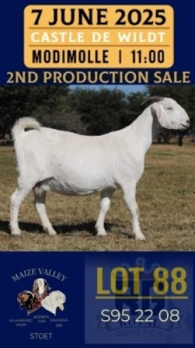 1X SAVANNA GOAT STUD DOE Maize Valley