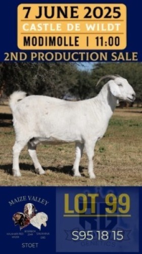 1X SAVANNA GOAT STUD DOE Maize Valley