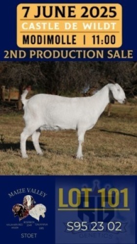 1X SAVANNA GOAT FLOCK DOE Maize Valley