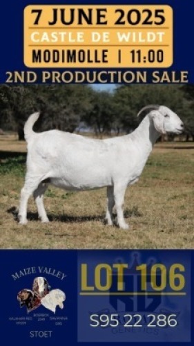 1X SAVANNA GOAT STUD DOE Maize Valley