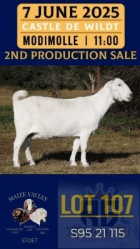 1X SAVANNA GOAT FLOCK DOE Maize Valley